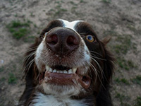 A dog with a derpy expression