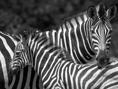 Two zebras standing together.
